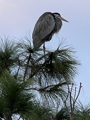 Ardea herodias