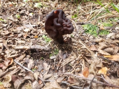 Gyromitra antarctica