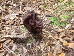 Gyromitra antarctica