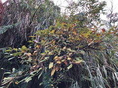 Lindera erythrocarpa