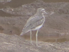 Burhinus senegalensis