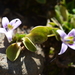 Lobelia oligophylla - Photo (c) danielaperezorellana, algunos derechos reservados (CC BY-NC-ND)