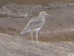 Burhinus senegalensis