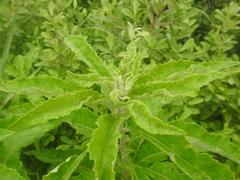 Baccharoides adoensis