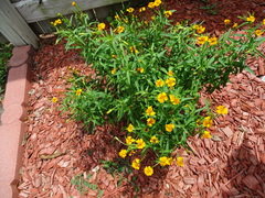 Tagetes lucida
