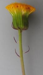 Crassocephalum picridifolium