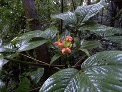 Podandrogyne decipiens