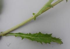 Crassocephalum picridifolium