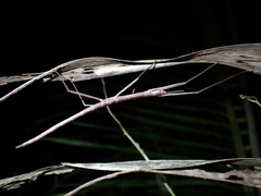 Graeffea crouanii