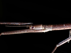 Graeffea crouanii