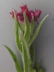 Helichrysum appendiculatum