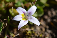 Lobelia oligophylla