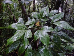 Podandrogyne decipiens