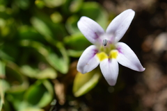 Lobelia oligophylla