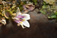 Lobelia oligophylla