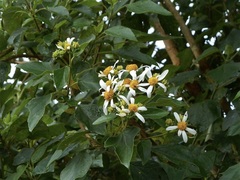 Montanoa guatemalensis