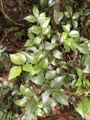 Lindera akoensis