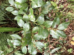 Lindera akoensis