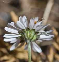 Bellis longifolia