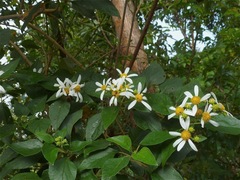 Montanoa guatemalensis