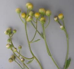 Nidorella ulmifolia