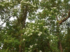 Montanoa guatemalensis