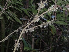 Cestrum schlechtendalii