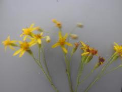Senecio venosus