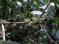 Cestrum schlechtendalii