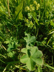 Alchemilla subglobosa