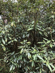 Litsea morrisonensis