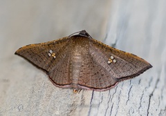 Banisia
