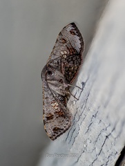 Banisia