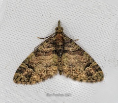 Syncosmia patinata