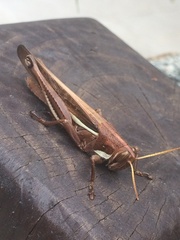 Schistocerca pallens