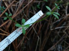 Galium rotundifolium