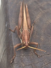 Schistocerca pallens