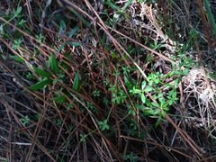 Galium rotundifolium