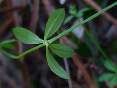 Galium rotundifolium