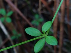 Galium rotundifolium