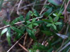 Galium rotundifolium