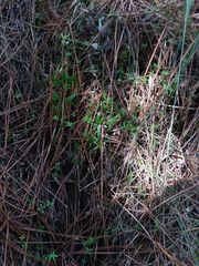 Galium rotundifolium