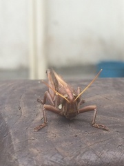 Schistocerca pallens