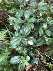 Symplocos macrostroma