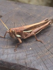 Schistocerca pallens