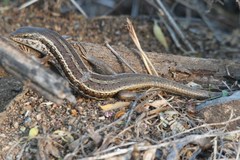 Trachylepis occidentalis