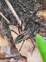 Corasoides australis