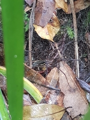 Corasoides australis