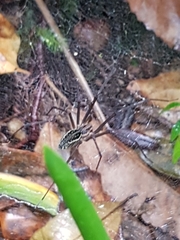 Corasoides australis