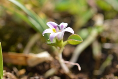 Lobelia oligophylla